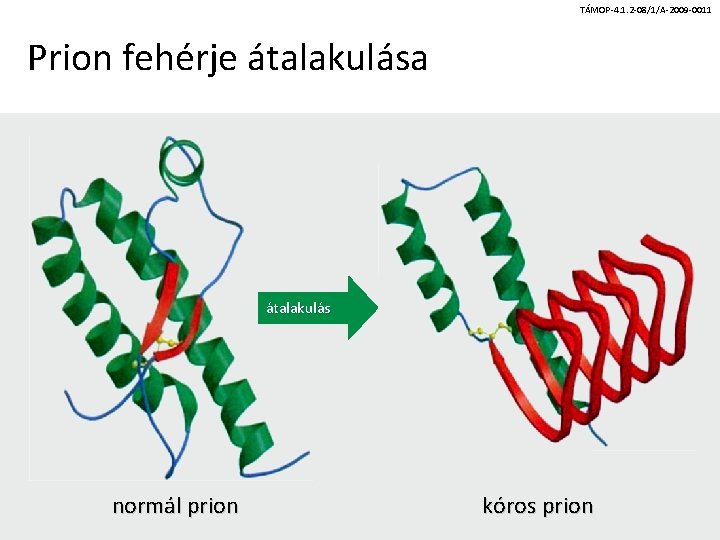 TÁMOP-4. 1. 2 -08/1/A-2009 -0011 Prion fehérje átalakulása átalakulás normál prion kóros prion 