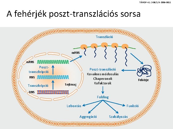 TÁMOP-4. 1. 2 -08/1/A-2009 -0011 A fehérjék poszt-transzlációs sorsa Transzláció m. RNS Poszttranszkripció Poszt-transzláció