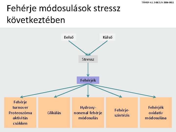 Fehérje módosulások stressz következtében Belső TÁMOP-4. 1. 2 -08/1/A-2009 -0011 Külső Stressz Fehérjék Fehérje