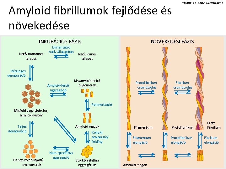 Amyloid fibrillumok fejlődése és növekedése INKUBÁCIÓS FÁZIS Dimerizáció natív állapotban Natív monomer állapot TÁMOP-4.