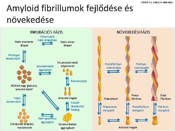 TÁMOP-4. 1. 2 -08/1/A-2009 -0011 Amyloid fibrillumok fejlődése és növekedése INKUBÁCIÓS FÁZIS Dimerizáció natív