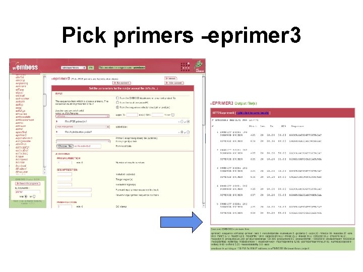 Pick primers -eprimer 3 