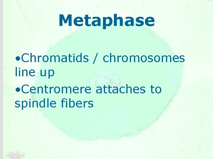 Metaphase • Chromatids / chromosomes line up • Centromere attaches to spindle fibers 
