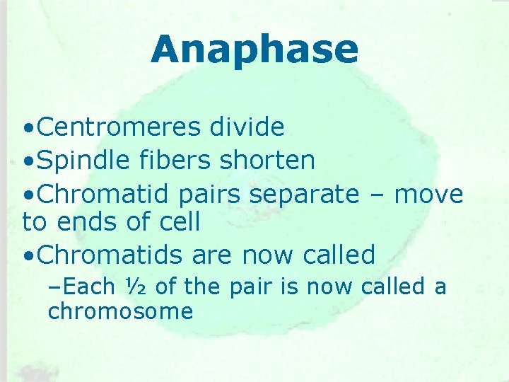 Anaphase • Centromeres divide • Spindle fibers shorten • Chromatid pairs separate – move