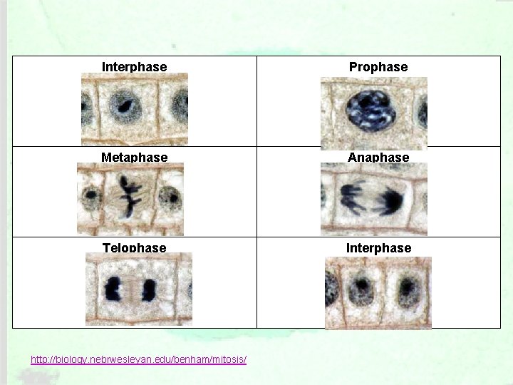 Interphase Prophase Metaphase Anaphase Telophase Interphase http: //biology. nebrwesleyan. edu/benham/mitosis/ 