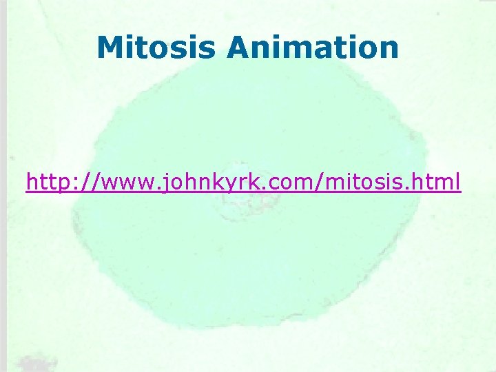 Mitosis Animation http: //www. johnkyrk. com/mitosis. html 