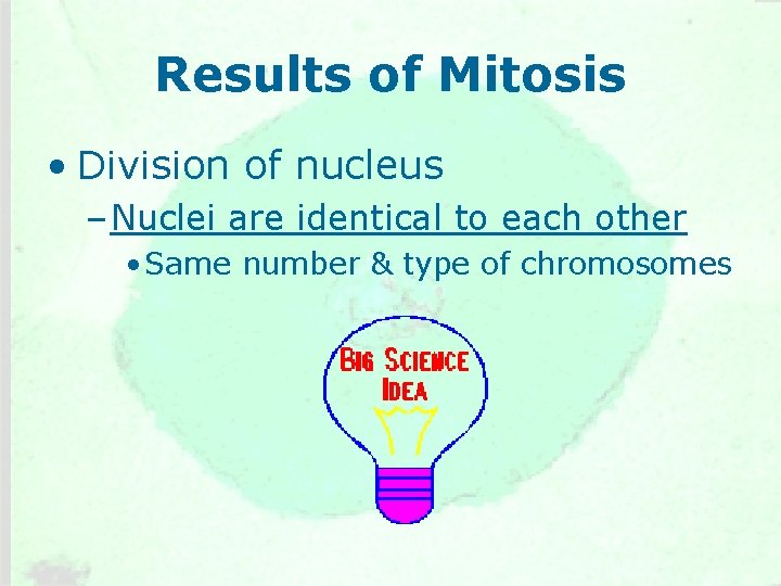 Results of Mitosis • Division of nucleus – Nuclei are identical to each other