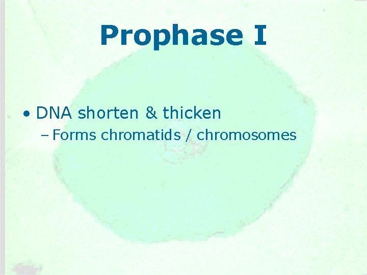Prophase I • DNA shorten & thicken – Forms chromatids / chromosomes 