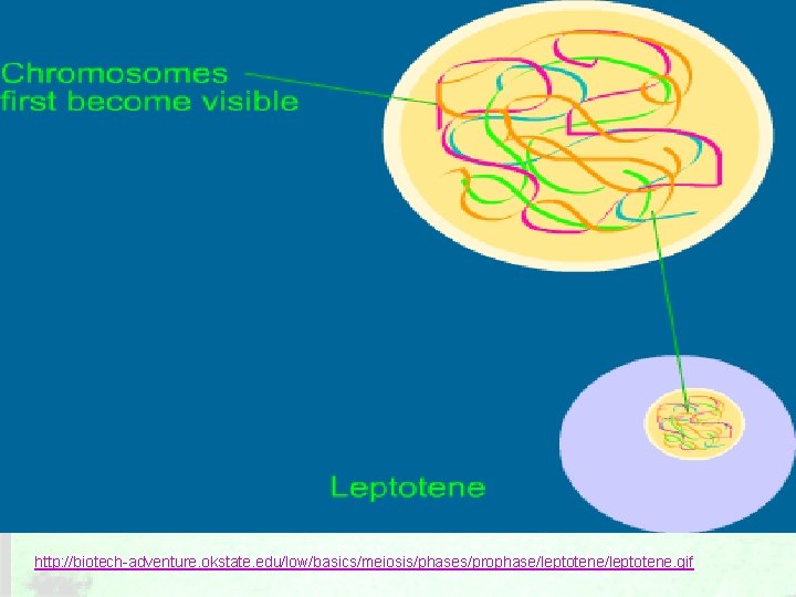 http: //biotech-adventure. okstate. edu/low/basics/meiosis/phases/prophase/leptotene. gif 