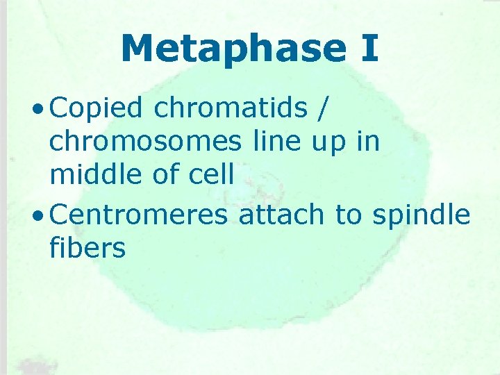 Metaphase I • Copied chromatids / chromosomes line up in middle of cell •
