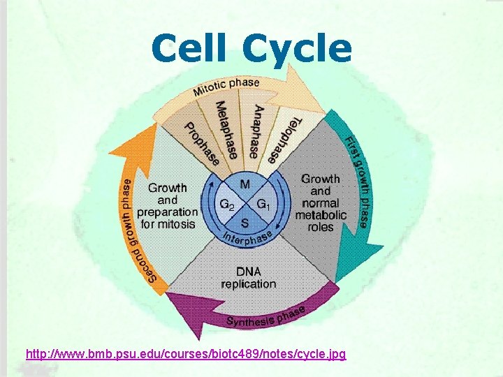 Cell Cycle http: //www. bmb. psu. edu/courses/biotc 489/notes/cycle. jpg 