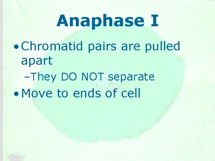Anaphase I • Chromatid pairs are pulled apart –They DO NOT separate • Move