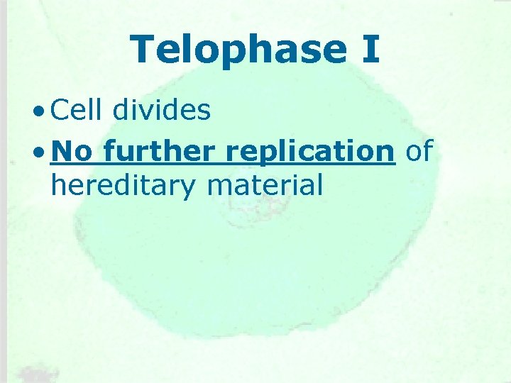 Telophase I • Cell divides • No further replication of hereditary material 