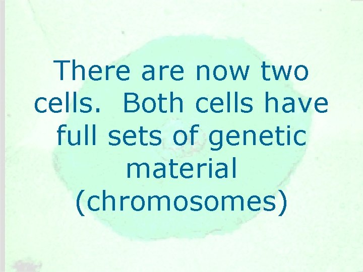 There are now two cells. Both cells have full sets of genetic material (chromosomes)