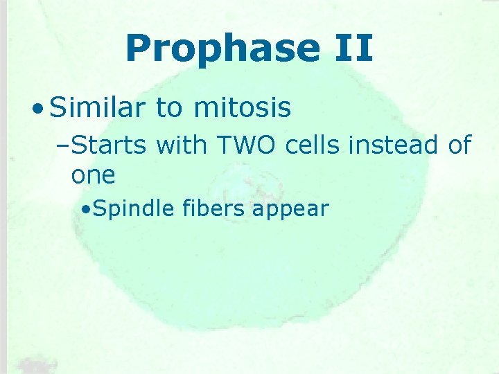 Prophase II • Similar to mitosis –Starts with TWO cells instead of one •