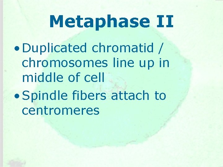 Metaphase II • Duplicated chromatid / chromosomes line up in middle of cell •