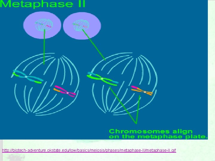 http: //biotech-adventure. okstate. edu/low/basics/meiosis/phases/metaphase-II. gif 