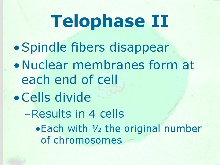 Telophase II • Spindle fibers disappear • Nuclear membranes form at each end of