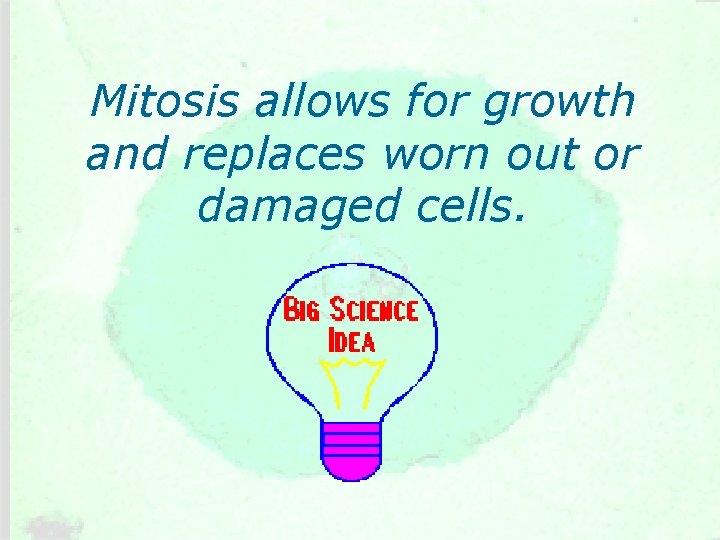 Mitosis allows for growth and replaces worn out or damaged cells. 