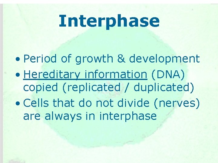 Interphase • Period of growth & development • Hereditary information (DNA) copied (replicated /