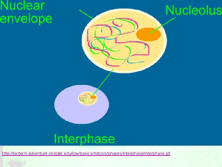 http: //biotech-adventure. okstate. edu/low/basics/mitosis/phases/interphase. gif 