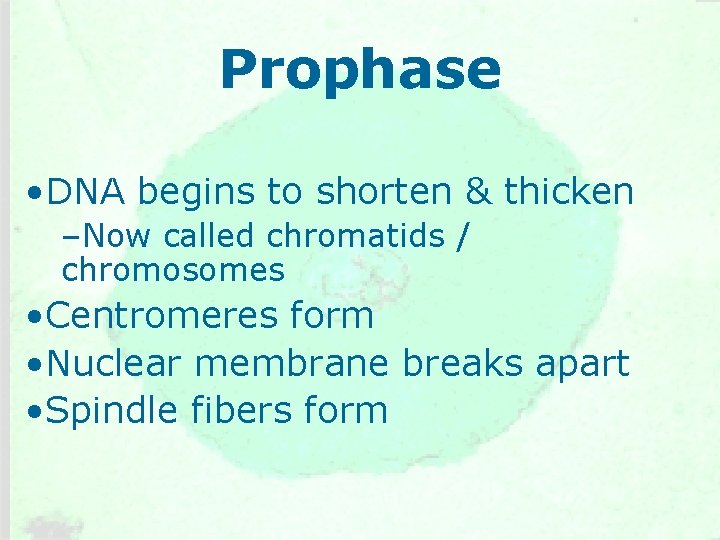 Prophase • DNA begins to shorten & thicken –Now called chromatids / chromosomes •
