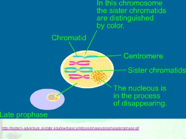 http: //biotech-adventure. okstate. edu/low/basics/mitosis/phases/prophase. gif 