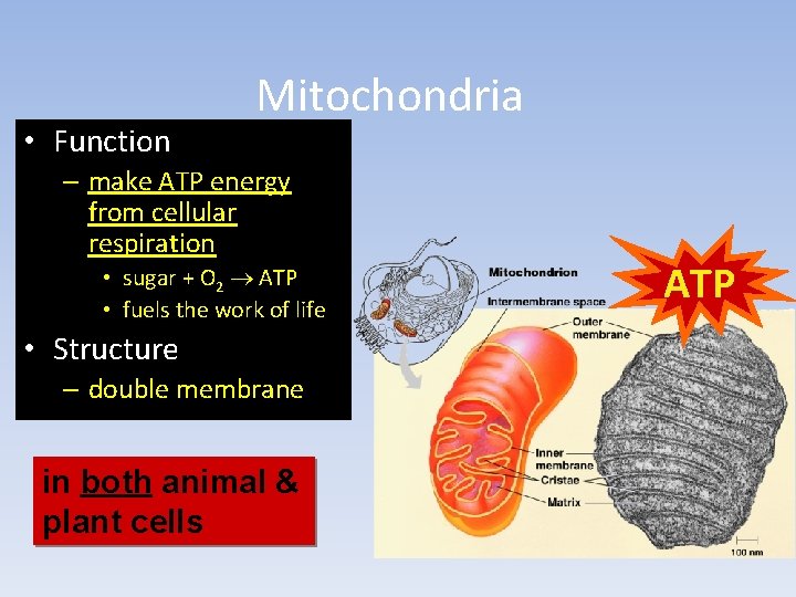 • Function Mitochondria – make ATP energy from cellular respiration • sugar +  • Function Mitochondria – make ATP energy from cellular respiration • sugar +