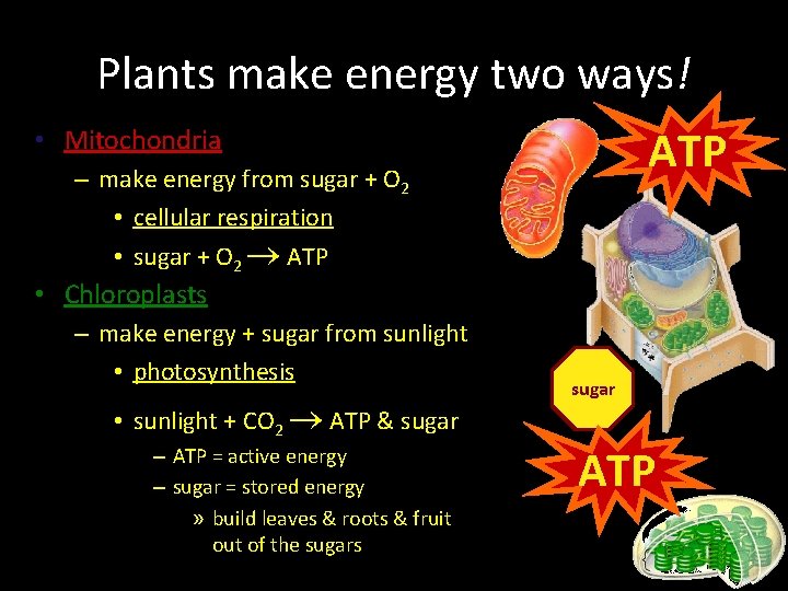 Plants make energy two ways! ATP • Mitochondria – make energy from sugar + Plants make energy two ways! ATP • Mitochondria – make energy from sugar +