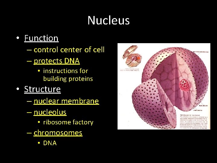 Nucleus • Function – control center of cell – protects DNA • instructions for Nucleus • Function – control center of cell – protects DNA • instructions for