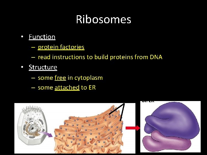 Ribosomes • Function – protein factories – read instructions to build proteins from DNA Ribosomes • Function – protein factories – read instructions to build proteins from DNA