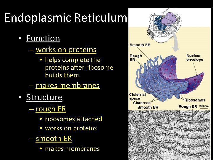 Endoplasmic Reticulum • Function – works on proteins • helps complete the proteins after Endoplasmic Reticulum • Function – works on proteins • helps complete the proteins after