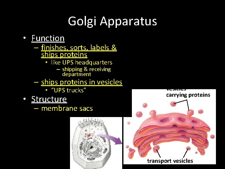 Golgi Apparatus • Function – finishes, sorts, labels & ships proteins • like UPS Golgi Apparatus • Function – finishes, sorts, labels & ships proteins • like UPS