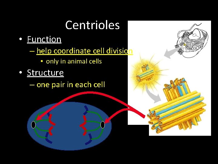 Centrioles • Function – help coordinate cell division • only in animal cells • Centrioles • Function – help coordinate cell division • only in animal cells •