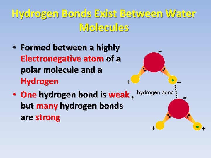 Hydrogen Bonds Exist Between Water Molecules • Formed between a highly Electronegative atom of Hydrogen Bonds Exist Between Water Molecules • Formed between a highly Electronegative atom of