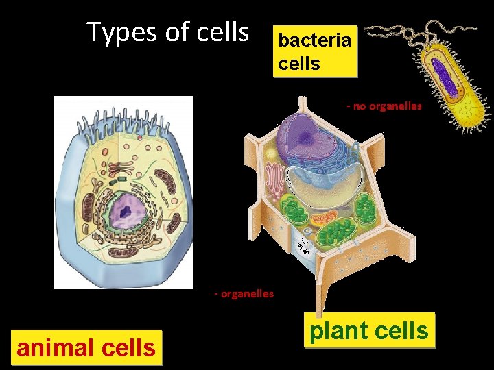 Types of cells bacteria cells Prokaryote - no organelles Eukaryotes - organelles animal cells Types of cells bacteria cells Prokaryote - no organelles Eukaryotes - organelles animal cells