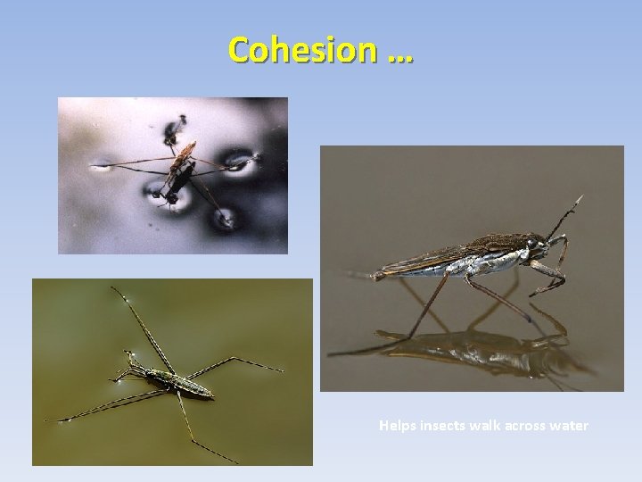 Cohesion … Helps insects walk across water  Cohesion … Helps insects walk across water
