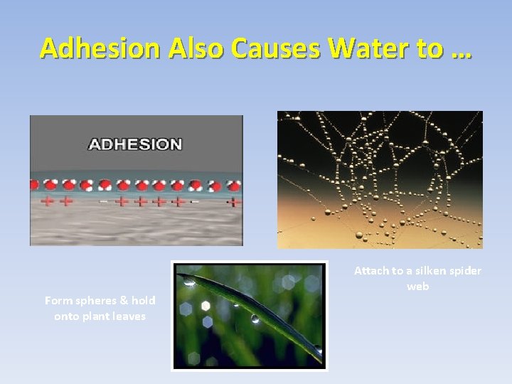 Adhesion Also Causes Water to … Form spheres & hold onto plant leaves Attach Adhesion Also Causes Water to … Form spheres & hold onto plant leaves Attach
