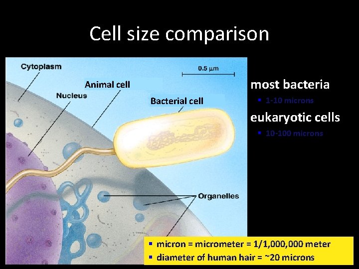 Cell size comparison most bacteria Animal cell Bacterial cell § 1 -10 microns eukaryotic Cell size comparison most bacteria Animal cell Bacterial cell § 1 -10 microns eukaryotic