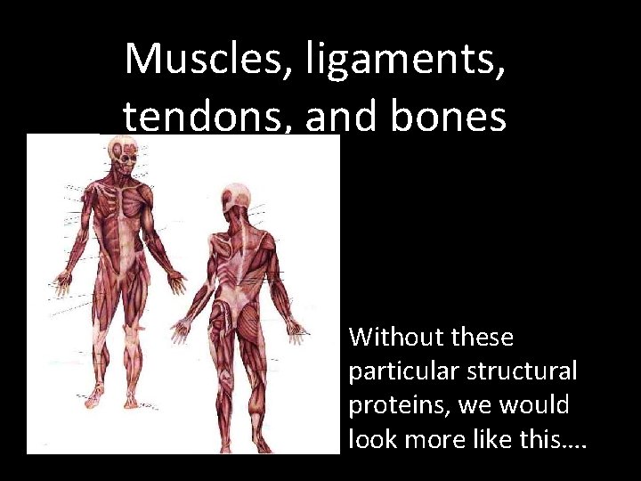 Muscles, ligaments, tendons, and bones Without these particular structural proteins, we would look more Muscles, ligaments, tendons, and bones Without these particular structural proteins, we would look more