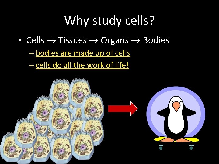 Why study cells? • Cells Tissues Organs Bodies – bodies are made up of Why study cells? • Cells Tissues Organs Bodies – bodies are made up of