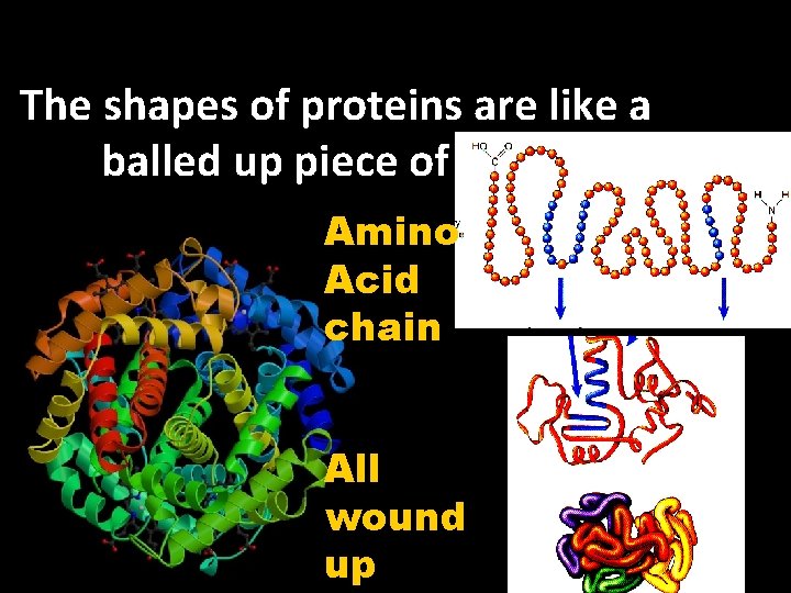 The shapes of proteins are like a balled up piece of string Amino Acid The shapes of proteins are like a balled up piece of string Amino Acid