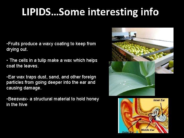 LIPIDS…Some interesting info • Fruits produce a waxy coating to keep from drying out. LIPIDS…Some interesting info • Fruits produce a waxy coating to keep from drying out.