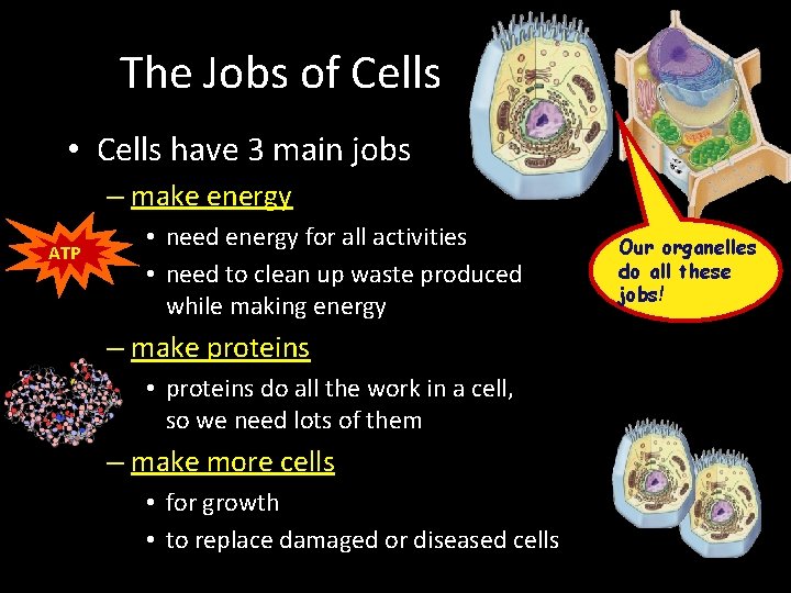 The Jobs of Cells • Cells have 3 main jobs – make energy ATP The Jobs of Cells • Cells have 3 main jobs – make energy ATP