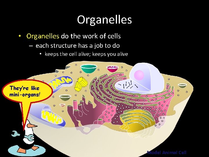 Organelles • Organelles do the work of cells – each structure has a job Organelles • Organelles do the work of cells – each structure has a job