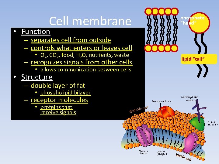 Cell membrane phosphate “head” • Function – separates cell from outside – controls what Cell membrane phosphate “head” • Function – separates cell from outside – controls what
