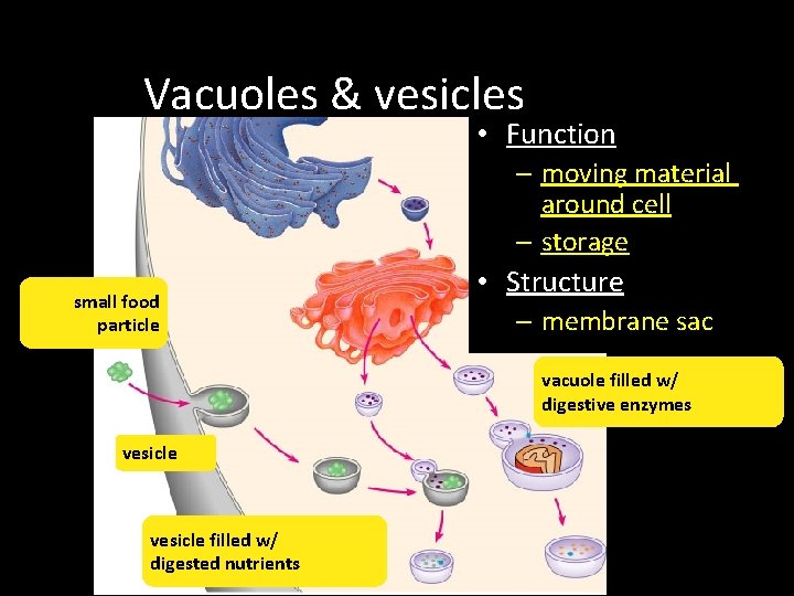 Vacuoles & vesicles • Function – moving material around cell – storage small food Vacuoles & vesicles • Function – moving material around cell – storage small food