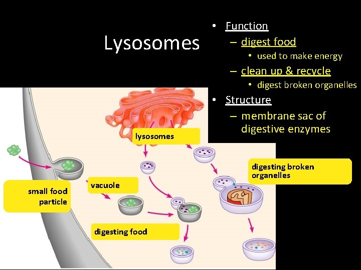 Lysosomes • Function – digest food • used to make energy – clean up Lysosomes • Function – digest food • used to make energy – clean up