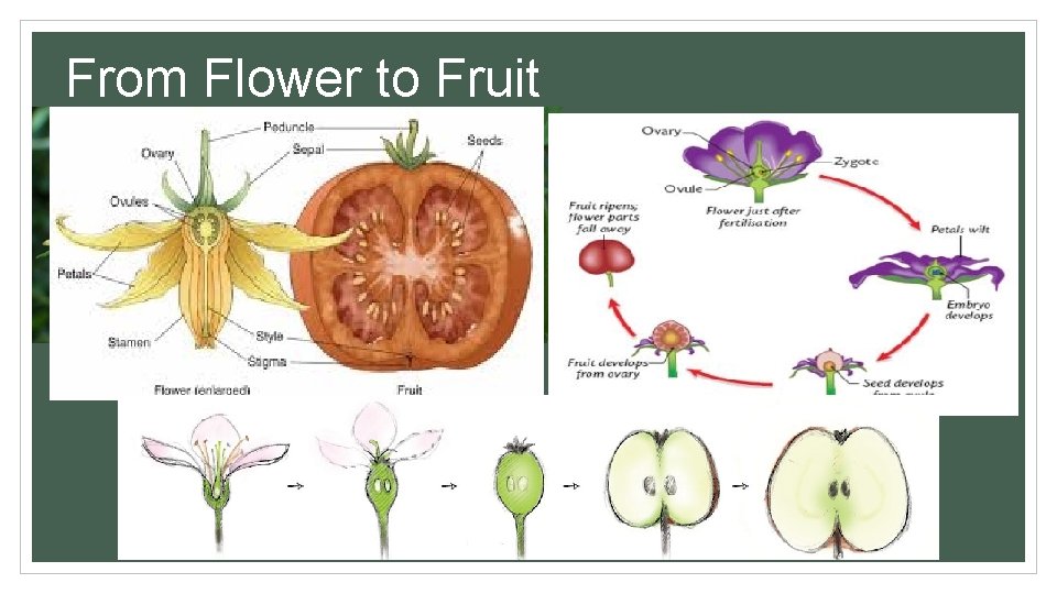 From Flower to Fruit 