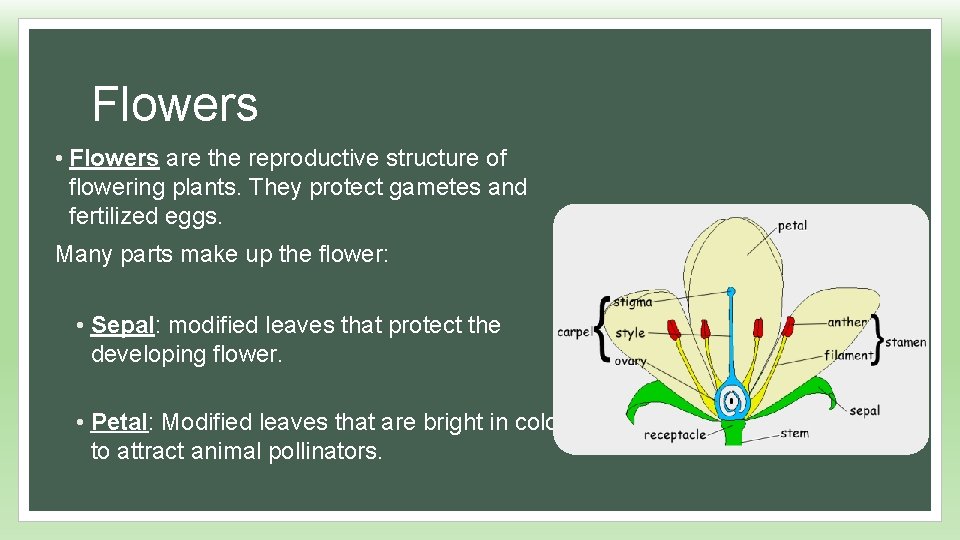 Flowers • Flowers are the reproductive structure of flowering plants. They protect gametes and